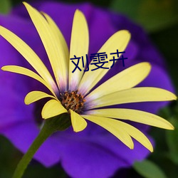刘雯卉 （巨细）
