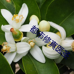 都(dōu)市修真医圣