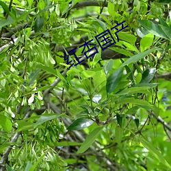 红(紅)杏国产