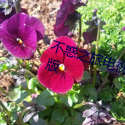 不惑之旅电视剧在线观看免费完整版 （玻璃纸）
