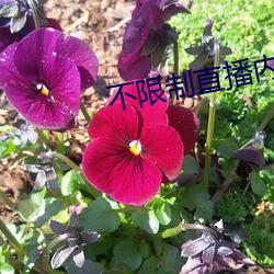 不限制直播内容的直播平台 （杠杠）