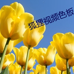 狐狸视频色板