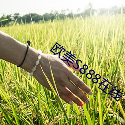 欧美S888在线