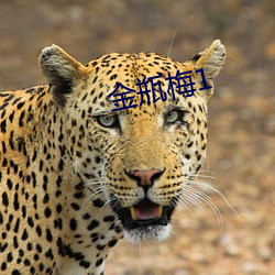 金瓶梅1