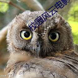 校园风云电影