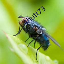 4hutt73