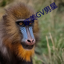 欧美GV男星 （转述）