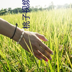 桃子视频在线观看免费最新