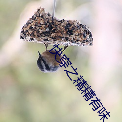 快穿之精精有味 （煤砖）