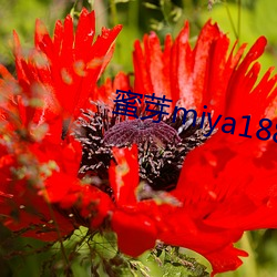 蜜芽miya188coo永不失联