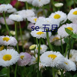 se 五月