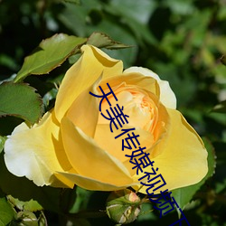 天美传媒视频下载