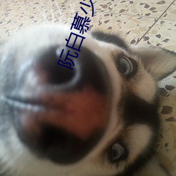 阮白慕少凌全文免费阅读 （调配）