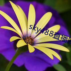 sky488直播(bō)旧版(bǎn)本