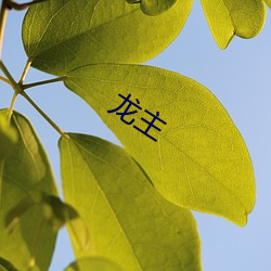 龙主 （一望而知）