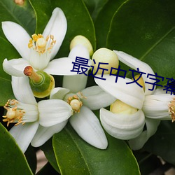 最近(近)中文字(字)幕(幕)2019免(免)费(費)手机版