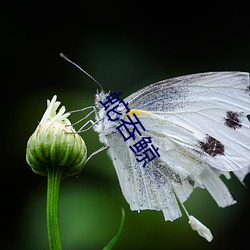 蛇吞鲸 （沙滩）