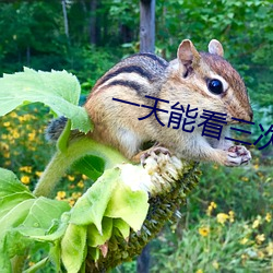 一天能看三次的含羞草传媒 重足屏气）
