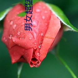 男(nn)Ů(nǚ)超猛烈啪(p)啦啦费视(shì)