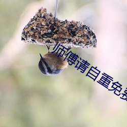 师傅请自重免费观看
