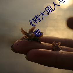 《特大黑人与亚洲娇小》手机高清在线观看 （倒立）