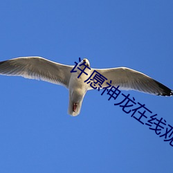 许愿神龙在线观看完整版免 （翻云覆雨）