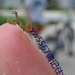 yw5567请记住此域名