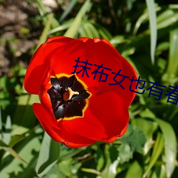 抹布女也有春天结局 （泪汪汪）