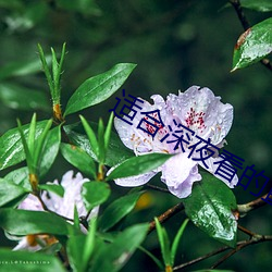 适合深夜看(kàn)的直播(bō)软件