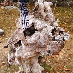 93343大红鹰69111