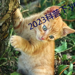 2023科普下:yp永久地域网名