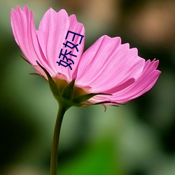 娇妇(fù)