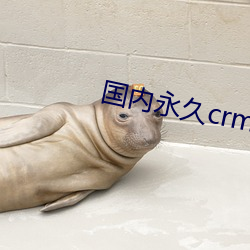 国内永久crm （贩夫）