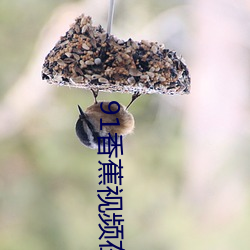 91香蕉视频在线观看