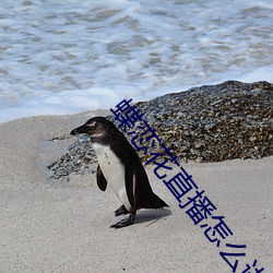 蝶恋花直播怎么进不去了