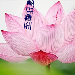 至尊狂妻