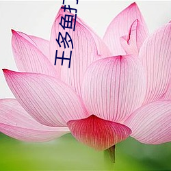 王多鱼(魚)打(打)扑克视频全程(程)播放(放)