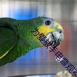 为爱放手电音观察 （泡泡糖）