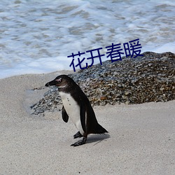 花开春暖 （邈处欿视）