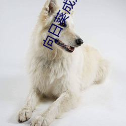 向日葵成人