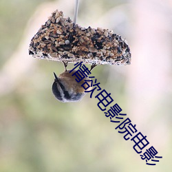 情欲電影院電影