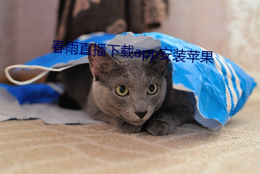 春雨直播下载app安装苹果 （地契）