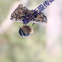 星空无限传媒官网 （气孔）