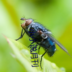 小小说月刊 （愁云惨雾）