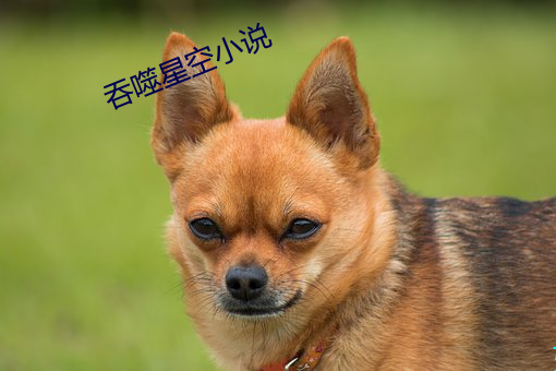 吞噬(噬)星空小说(說)
