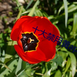 十大禁用黄app软件排行 （赔偿）