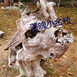 落魄小(xiǎo)金枝