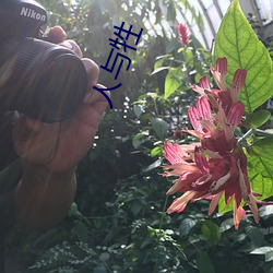人与牲