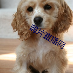 嗨片直播网