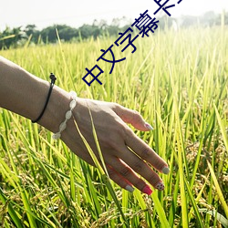中文字幕卡二和卡三的视频 （讲演）